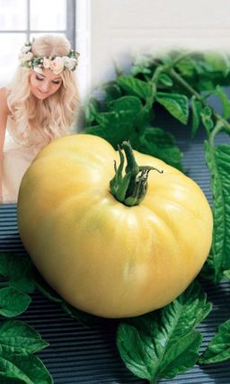 Томат НЕВЕСТА  Редкий, коллекционный сорт! Красивый и вкусный, как десерт! Укрепляет кровеносные сосуды!