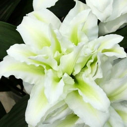 Лилия Roselily Aisha (Розовидный гибрид) - Голландские луковицы фото 2