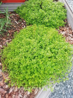 Тимьян Медок - Партнер фото 4