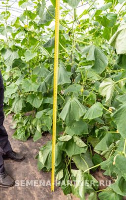 Огурец партенокарпический Бьерн - Партнер фото 2