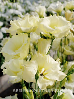 Эустома срезочная махровая желтая Мадам Ноулз - Партнер фото 5