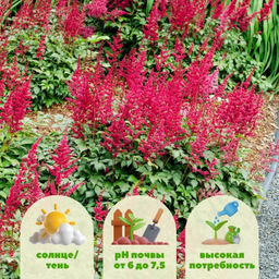 Астильба Арендса Фанал