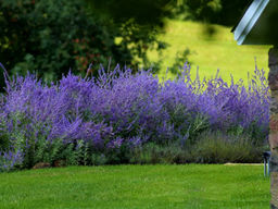 Перовския Голубой Шпиль - Долина роз фото 7