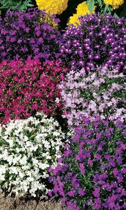 Лобелия ФОНТАН МИКС