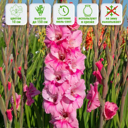 Гладиолус Пинк Ивент 5 шт