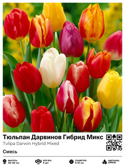 Тюльпан Darwin Hybrid Mixed (Гибрид Дарвина) - Голландские луковицы фото 2