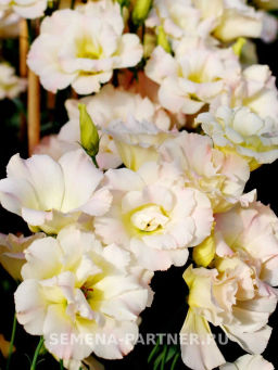 Эустома срезочная махровая шампань Мадам Баттерфляй - Партнер фото 6