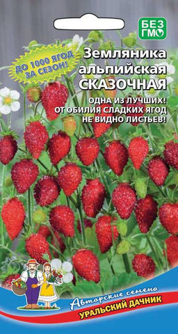 Земляника СКАЗОЧНАЯ Ремонтантная, невероятно сладкая, до 1000 ягод за сезон!