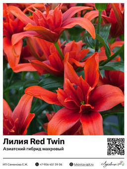 Лилия Red Twin (Азиатский гибрид, махровый)