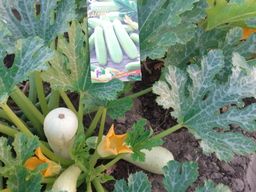 Кабачок ДЕНИС - Уральский дачник фото 2