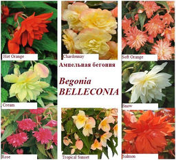 Ампельная бегония Беллекония (микс сортов)