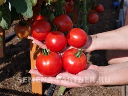 Томат Куртизанка - Партнер фото 4