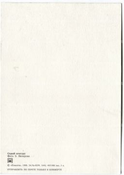 Открытка Серый кенгуру