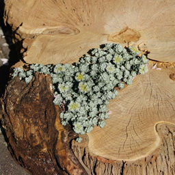 Очиток Кейп Бланко