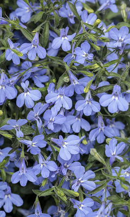 Лобелия МИСС КЛИБРАН Продолжительное цветение нежных цветов!