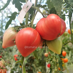 Яша Югославский - Tomatia фото 2