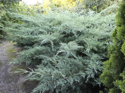 Можжевельник средний Пфитцериана Глаука - Долина роз фото 2