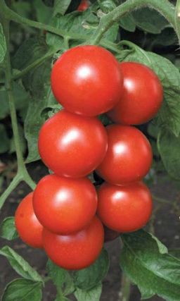 Томат ЛЮБИМЕЦ ПОДМОСКОВЬЯ