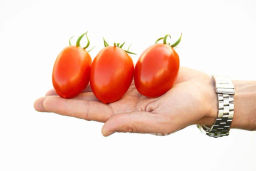 Томат Везувий - Партнер фото 3