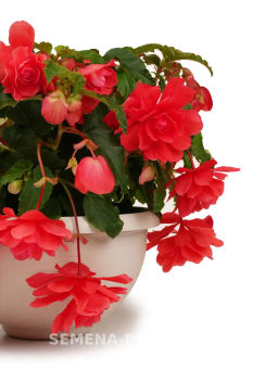 Бегония клубневидная ампельная махровая Роза Грейс - Партнер фото 4