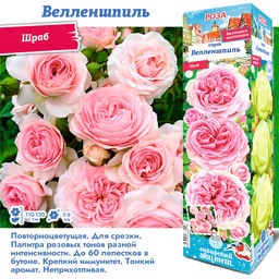 Роза Велленшпиль (Шраб) 1шт