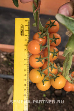 Томат Черри Кирино - Партнер фото 3