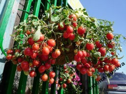 f2dd926e0446b76c0e54e40e23624ad6ecuw71o2r2m76k66u3