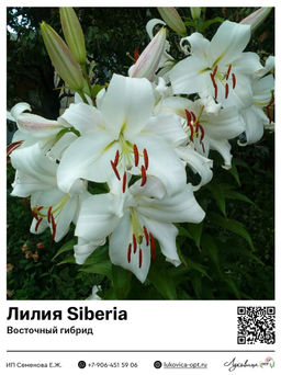 Лилия Siberia (Восточный ориентальный гибрид)