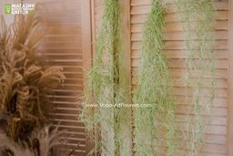 192 Тилландсия