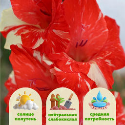 Гладиолус Кои Персьют 5 шт - Долина роз фото 2