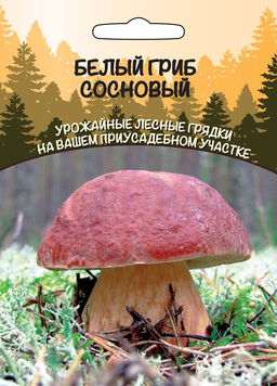 Грибы БЕЛЫЙ ГРИБ СОСНОВЫЙ