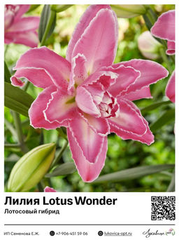 Лилия Lotus Wonder (Лотосовый гибрид)