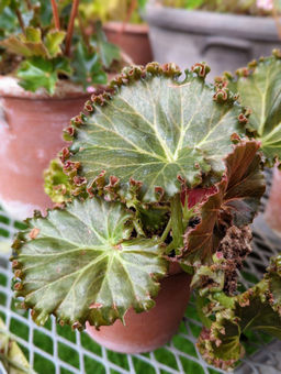 Бегония Криспа (кудрявая)