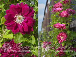 Клематис Red Star (Ред Стар)