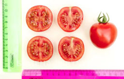 Томат Черри Кокта - Партнер фото 4