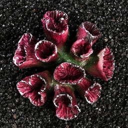 Декор для аквариума Коралл, диаметр 11 см - Simaland фото 3