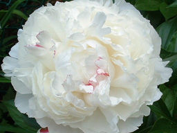 Пион Shirley Temple (Ширли Темпл)