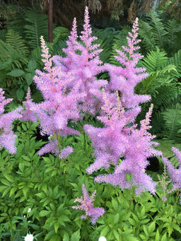 АСТИЛЬБА Гиацинт Разбор 2/3 n Кол-во упак., шт 1