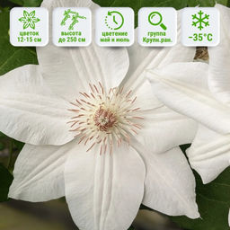 Клематис Миссис Джордж Джекман