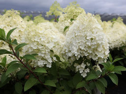 Гортензия метельчатая Summer Snow (Саммер Сноу)