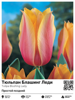 Тюльпан Блашинг Леди (Простой поздний)