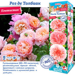 Роза Роз де Толбиак (Плетистая) 1шт