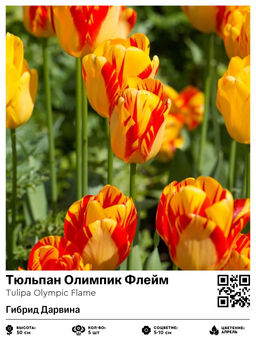 Тюльпан Olympic Flame (Гибрид Дарвина) - Голландские луковицы фото 2