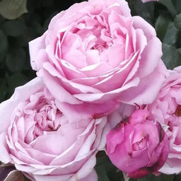 Роза парковая Дитер Мюллер - 7цветов фото 2