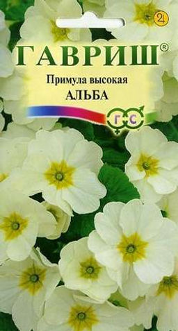 Примула Альба высокая 4шт (г)