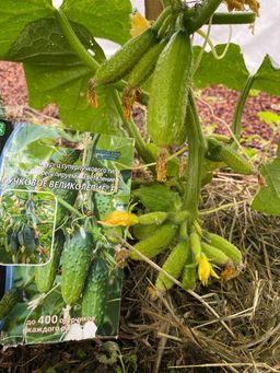 Огурец ПУЧКОВОЕ ВЕЛИКОЛЕПИЕ F1  Уникальный! - Уральский дачник фото 4