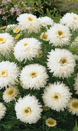 Хризантема НАРЯД НЕВЕСТЫ