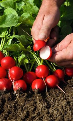 Редис САН САНЫЧ