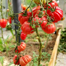 Аккордеон розовый