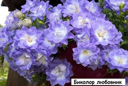 скрыт Кампанула махровая (Невеста/Биколор любовник) 1 шт. микс